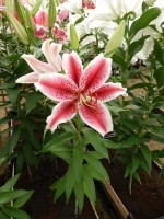 [4319 Special News GA No01.JPG]